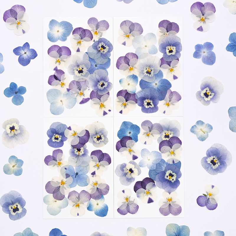12pcs,Real Viola Cornuta Press - Dried Flower Bookmark ulasan dan harga