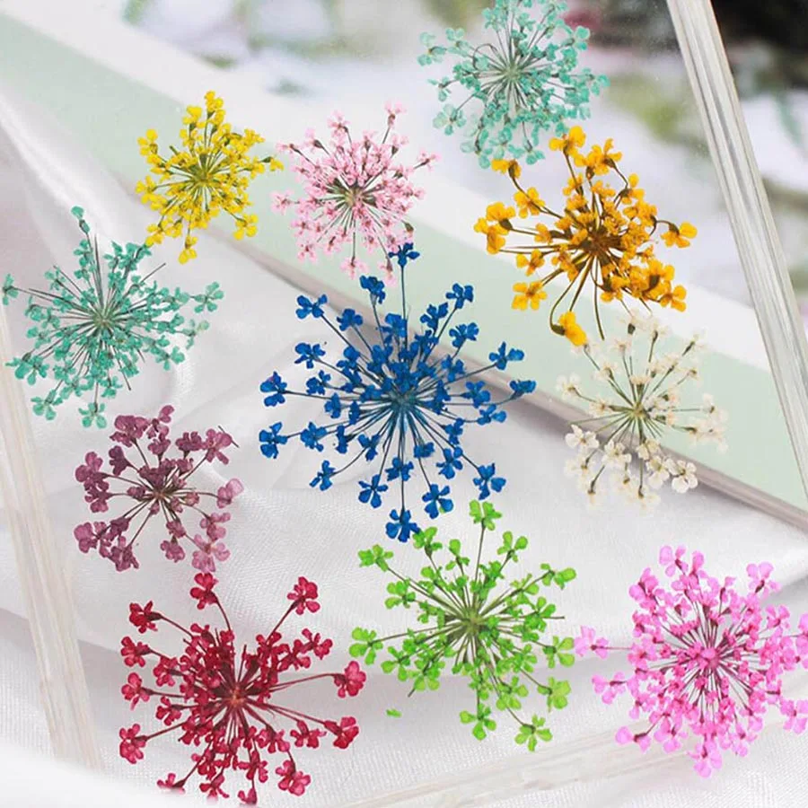 60pcs Pressed Dried 20-25mm Am - Dried Flower Bookmark ulasan dan harga
