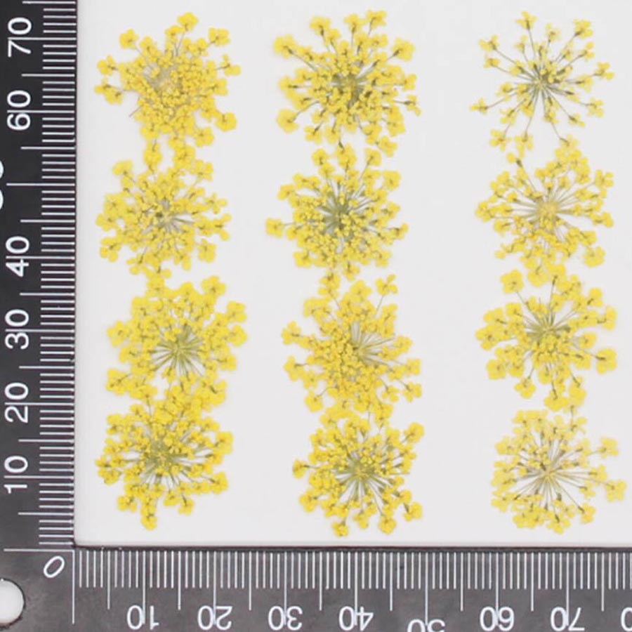 60pcs Pressed Dried 15-20mm Am - Dried Flower Bookmark ulasan dan harga