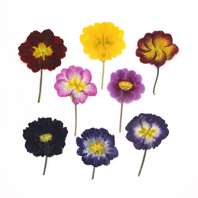 48Pcs European Primrose Teachi - Dried Flower Bookmark ulasan dan harga