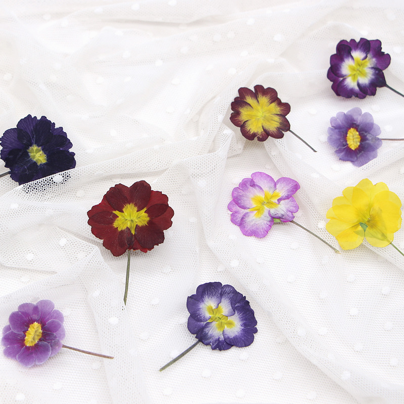 48Pcs European Primrose Teachi - Dried Flower Bookmark ulasan dan harga