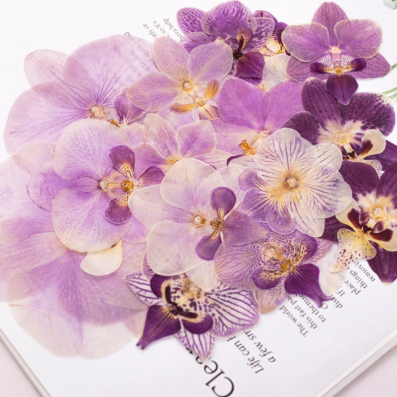 4 Pcs Pressed Dried Phalaenops - Dried Flower Bookmark ulasan dan harga