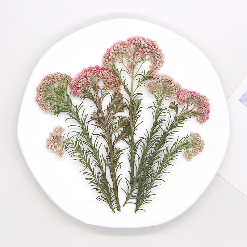 12pcs, Nature Millet Flower Br - Dried Flower Bookmark ulasan dan harga