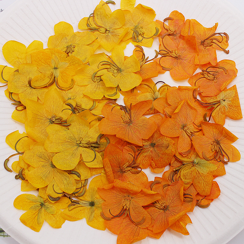 60pcs Dried Pressed Yellow/Ora - Dried Flower Bookmark ulasan dan harga