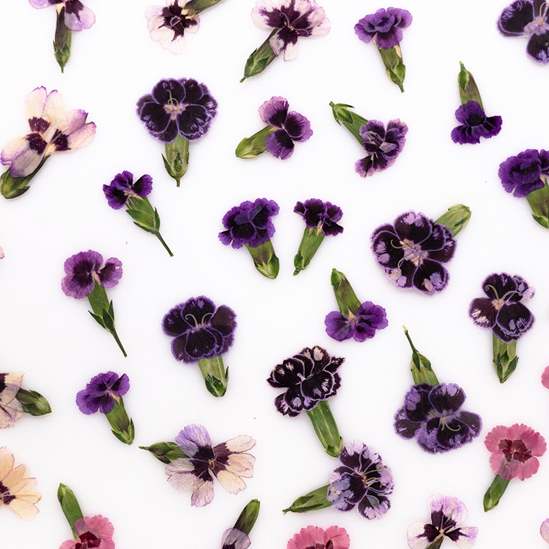 24pcs,Pressed Dried Dianthus F - Dried Flower Bookmark ulasan dan harga
