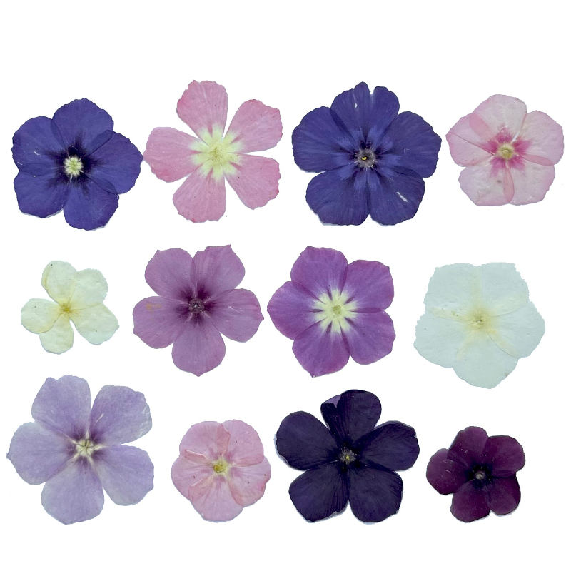 12pcs,Semi-Transparent Niche P - Dried Flower Bookmark ulasan dan harga